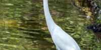 A Great Egret with a long neck and yellow beak is standing in shallow water surrounded by lush greenery. The bird's reflection is visible in the calm water as it stands gracefully.