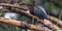 A Green Heron with iridescent blue and green feathers is perched on a branch in a forest setting. Its long, thin beak points forward as it looks attentively into the distance.