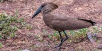 A Hammerkop with a prominent crest and a long, sharply pointed beak stands on a patch of dirt and sparse grass. The bird appears to be searching for food or inspecting its surroundings.