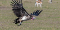 A Lappet-faced Vulture is captured in mid-flight close to the ground within a grassy field. In the background, several antelopes are visible, slightly out of focus.