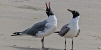 Two Laughing Gull are standing on the sandy beach; one appears to be calling out with its beak open wide, while the other looks on. The sand is smooth with a few faint footprints in the background.;