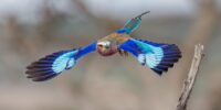 A bird with vibrant blue, purple, and brown plumage is captured in mid-flight, wings spread wide and angled gracefully. Perched on a blurred natural background, the detailed feathers and dynamic motion are beautifully highlighted. Kenya