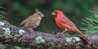 A Male Cardinal with Fledgling perch on a lichen-covered branch amidst greenery. The vibrant red of one bird contrasts sharply with the subtle, earthy tones of the other.