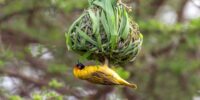 A vibrant Masked Weaver Bird is seen hanging upside down from a nest made of green grass and leaves, intricately woven among branches. The background is a blur of natural green hues, highlighting the bird and its impressive home.