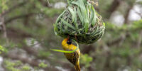 A Masked Weaver Bird tightly grips onto a vibrant green nest woven intricately from leaves, set against a backdrop of blurred natural foliage. The bird appears to be applying finishing touches to its home, showcasing an impressive display of avian architecture.