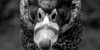 A black and white close-up captures the intense gaze of a Muscovy Duck with a distinctive and intricate head texture. The feathers and patterns on the bird's head are detailed and prominent, creating a striking visual effect.