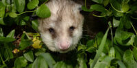 A small opossum peeks out from lush green foliage, surrounded by various shades of greenery and partially hidden by the leaves. The animal's pink nose and whiskers are prominently visible.