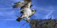 A Osprey with wings spread wide lands on the edge of a nest made of twigs against a bright blue sky.;