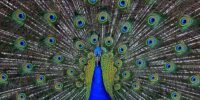 A stunning peacock displays its vibrant feathers, creating a mesmerizing pattern of iridescent blue and green eyespots. The central focus is the peacock’s elegant body with hues of deep blue, contrasting beautifully with the detailed feathers.