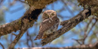 A Pearl-spotted Owl perches on a thick tree branch, surveying its surroundings with wide, bright eyes. The background shows an out-of-focus sky and foliage, providing a serene natural habitat.