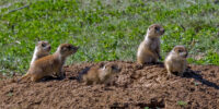 A group of five prairie dog pups stands and sits around the entrance to a burrow on a grassy field. They appear alert and curious, closely observing their surroundings.