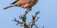 A Purple Roller with reddish-brown feathers and a long tail perches on the top of a bare tree branch against a clear blue sky. The bird's distinctive markings and posture give it a regal appearance.