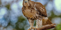 A Red-Tailed Hawk with striking, patterned plumage perches on a tree branch, gazing intently ahead. The background features a soft-focus bokeh effect, highlighting the detailed foreground subject.