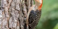 A Red-bellied Woodpecker with a red head and black-and-white patterned wings clings to the bark of a tree. The background reveals blurred green foliage.