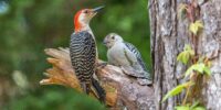 Red-bellied Woodpecker with Fledgling on a tree trunk amidst a green, blurred forest background. One bird has a distinctive red head and the other has a lighter plumage.