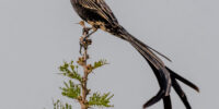 A Red-collared Widowbird with striking black and orange plumage perches atop a tree branch, standing out against a minimalistic background. The bird's delicate feathers and graceful posture create a sense of elegance and beauty in nature.