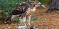 A Red-tailed Hawk stands on the ground with its wings slightly spread, holding a feather in its beak. Surrounding it are the remains of its prey, scattered with feathers and other remnants.