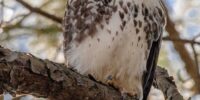 A Red-tailed Hawk perches on a tree branch, surrounded by a blurred background of leaves and sunlight. The bird's sharp gaze and detailed plumage are prominently displayed.