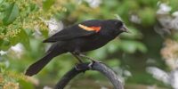 A Red-winged Blackbird with bright red and yellow wing markings is perched on a curved metal rod with a lush green background. The bird appears alert, with its beak slightly open, possibly in mid-song.