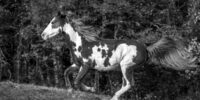 A horse with a striking black-and-white coat gallops along a grassy terrain, displaying an impressive sense of speed and power. The background consists of dense foliage, adding a dynamic and natural element to the scene.