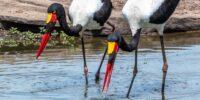 Two Saddle-billed Stork with striking black and white plumage and vivid red beaks are wading in a shallow water body, creating a mirrored reflection on the calm surface. The surrounding area is a mix of green vegetation and bare soil.