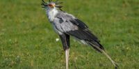 A Secretary Bird with striking plumage and long legs stands in a grassy field, looking directly at the camera. The head feathers are arranged in a unique pattern, giving it a distinctive appearance.