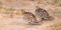 Two Shelley's Francolins with intricate feather patterns are walking on a dirt path surrounded by sparse grass. They appear alert and are likely foraging for food in a natural, open habitat.