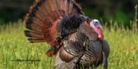 A wild turkey stands proudly in a grassy field with its feathers fully fanned out. The vibrant and detailed plumage showcases a mix of browns, black, and iridescent colors.