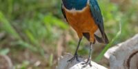 A Superb Starling with a blue head and orange chest stands on a weathered skull while holding a white feather in its beak. The background is a blurred mix of green foliage and brown earth tones.