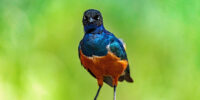 A vibrant Superb Starling with a blue and black head, turquoise wings, and an orange belly stands on a rough surface with a blurred green background. The bird's striking colors contrast vividly against the natural setting.