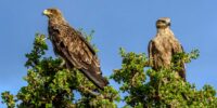 A Tawny Eagle with Fledgling is perched atop a leafy tree, staring out against a clear blue sky. The birds' detailed feathers and vigilant postures appear sharp and majestic.