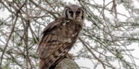 A Verreaux's eagle-owl perches on a branch amid a network of tree limbs. With alert eyes and intricate feather patterns, the owl blends seamlessly into its natural environment.