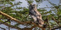 A Verreaux's eagle-owl Fledgling with striking facial features is perched on a tree branch surrounded by lush green foliage. The light and shadows interplay beautifully, highlighting the detailed feathers and the bark of the tree.