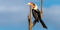 A Von der Decken's Hornbill with a distinctive large beak and black-and-white plumage perches on a bare branch against a backdrop of a clear blue sky. The stark contrast between the bird and the sky makes for a captivating composition.