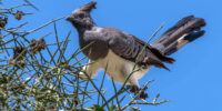 A White-browed Coucal or Cuckoo bird with a striking mix of brown, white, and black feathers perches on a branch, surrounded by a blurred green background. The bird's distinctive red eye stands out against its plumage as it surveys its surroundings.