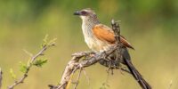 A White-browed Coucal or Cuckoo bird with a striking mix of brown, white, and black feathers perches on a branch, surrounded by a blurred green background. The bird's distinctive red eye stands out against its plumage as it surveys its surroundings.