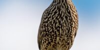 A Yellow-necked Francolin with striking red and yellow markings around its head stands on a nest of twigs against a backdrop of blue sky. It displays an intricate pattern on its feathers, creating a visually captivating scene.