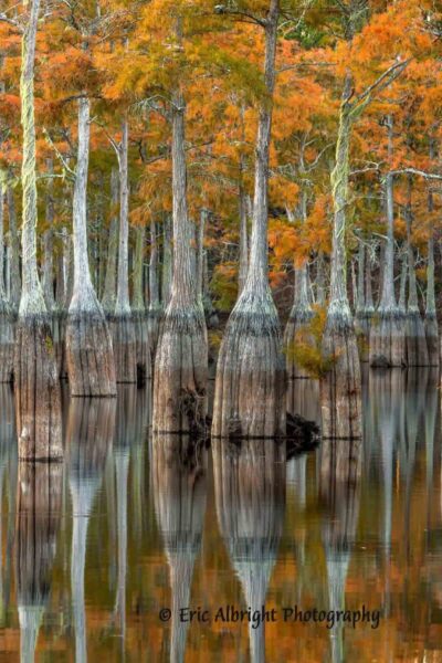 Autumn Cypress Reflections ????????????????????????????????????????????????????????????????????????????????????????????????????????????????????????????????????????????????????????????????????????????????????????????????????