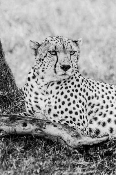 Cheetah Portrait - Black and White ?????????????????????????????????????????????????????????????????????????????????????????????????????????????????????????????????????????????????????????????????????????????????????????????????????????????????????????????????????