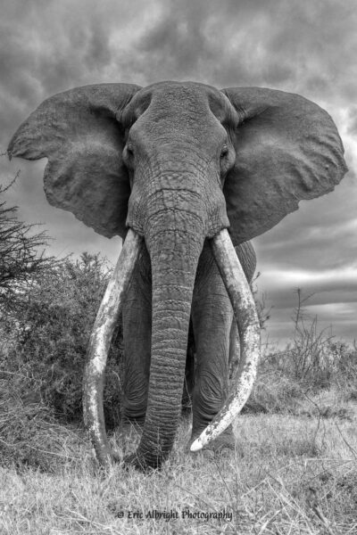 Portrait of Craig - African Elephant ?????????????????????????????????????????????????????????????????????????????????????????????????????????????????????????????????????????????????