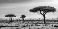 Acacia Landscape - Kenya