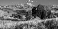 Badlands Bison