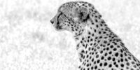 High Contrast Cheetah