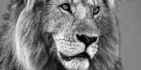 Portrait of a King - African Lion