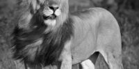 The King Osupat - African Lion