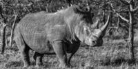 White Rhino - Ol Pejeta