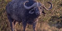African Buffalo Bull African Buffalo Bull
