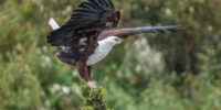 African Fish Eagle