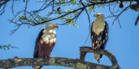 African Fish Eagle with Fledgling