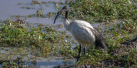 African Sacred Ibis